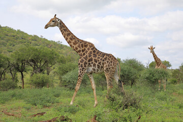 Giraffe / Giraffe / Giraffa camelopardalis