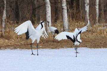 red-crowned crane