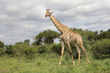Giraffe / Giraffe / Giraffa camelopardalis