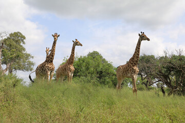 Giraffe / Giraffe / Giraffa camelopardalis