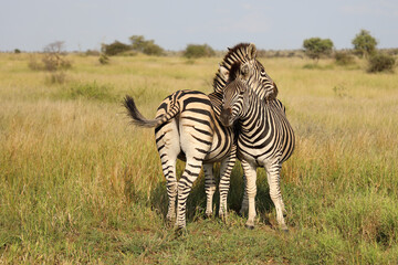 Steppenzebra / Burchell's zebra / Equus quagga burchellii