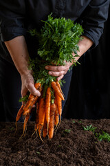 Dirty worker hand farmer hold large bunch carrots black background ground