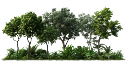 Lush green trees and foliage nature scene png with transparency background outdoor environment vibrant viewpoint