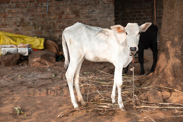 Beautiful little calf at dairy farm. Newborn baby cow, Small beautiful cute cow calf © Kiran