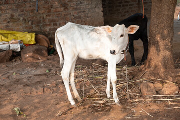 Beautiful little calf at dairy farm. Newborn baby cow, Small beautiful cute cow calf © Kiran