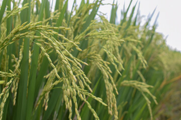 Close-up of seeds on rice cobs. Beautiful golden rice fields and rice cobs. Fresh background with green leaves.