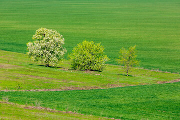 Three trees in a green countryside field