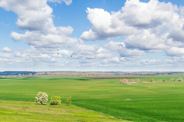Green field with blooming tree in spring