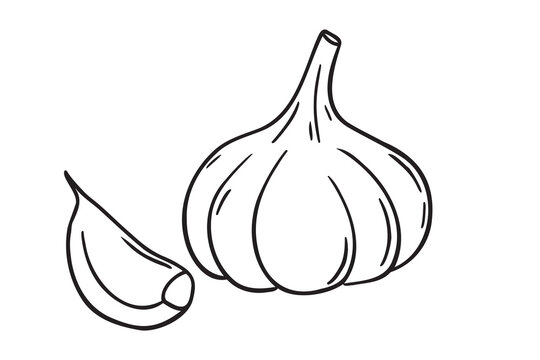 garlic doodle hand drawn icon. Outline drawing garlic line clipart symbol