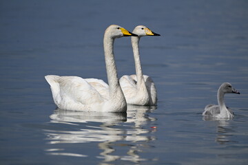 two swans on the lake