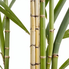 Obraz premium A tall bamboo plant with green leaves against a white background.