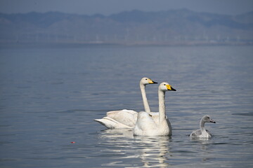 swans on the lake