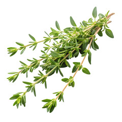 Fresh Thyme Sprigs: Buy Organic Herbs Online
