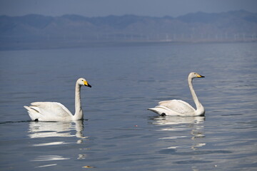 swans on the lake