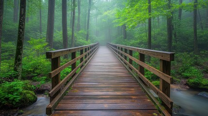 Fototapeta premium Misty forest bridge, tranquil creek, hiking path