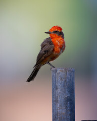vermilion fly catcher