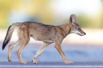 Fototapeta premium coyote walking