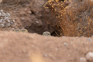 burrowing owls