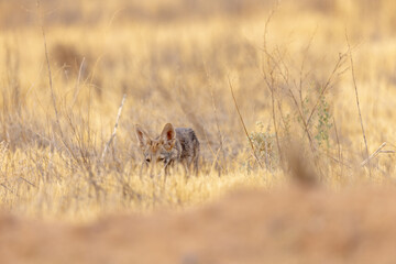 coyote through the tall grass