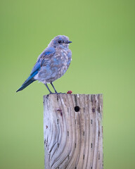 blue tit on a branch, mountain blue bird on branch, birds, blue bird, blue bird on wood stump