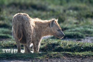 spotted hyenas in savanna, serengeti national park, tanzania
