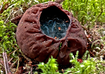 Sarcosoma globosum is a round brown mushroom that grows in the wild forest. Witch's cauldron. Green moss and fir tree.