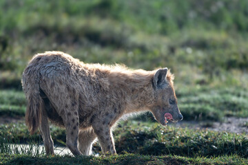 spotted hyenas in savanna, serengeti national park, tanzania