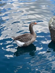 duck n water side view