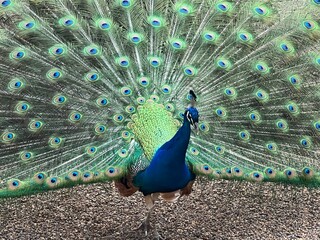 Obraz premium peacock with feathers out