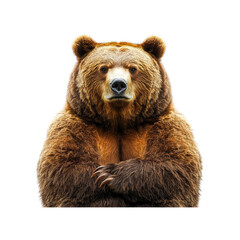 Obraz premium Powerful Brown Bear with Arms Crossed, Studio Portrait