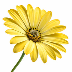 Stunning Yellow Osteospermum Flower Image