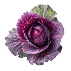 Obraz premium Stunning Purple Cabbage: Ornamental Kale Image