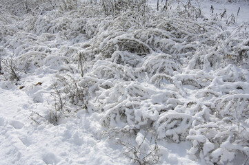 Amazing fluffy snow on dry grass. Beautiful texture of snow on grass waiting for spring. Winter sunny day. February. Ukraine.