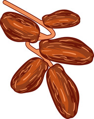 Dates Fruit Illustration