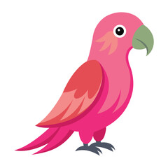 Beautiful Pink Parrot on White Background