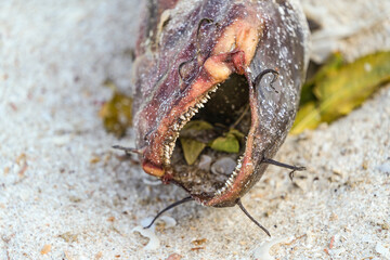 Sea catfish dead on the beach