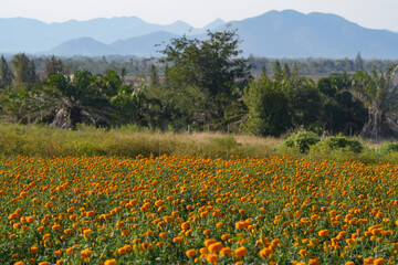 Many yellow flowers in Kaeng Krachan National Park, Prachuap Khiri Khan Province, Thailand.