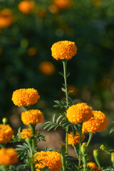 Many yellow flowers in Kaeng Krachan National Park, Prachuap Khiri Khan Province, Thailand.