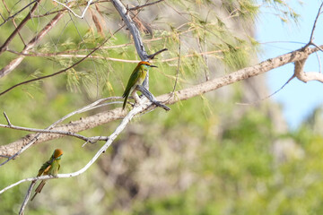 A small bird perches on a branch in Kaeng Krachan National Park, Prachuap Khiri Khan Province, Thailand.