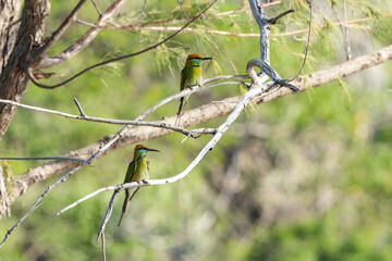 A small bird perches on a branch in Kaeng Krachan National Park, Prachuap Khiri Khan Province,...