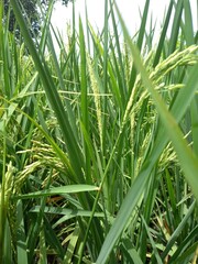 Obraz premium Rice wood stone photo wall in vilage