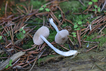 Bolbitius reticulatus f. aleuriatus, commonly known as netted fieldcap, wild mushroom from FInland