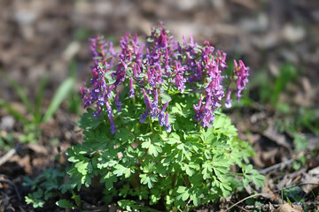 Obraz premium Corydalis solida, commonly known as Bird-in-a-bush, Fumewort or Solid-tubered Corydalis, wild spring flower from Finland.