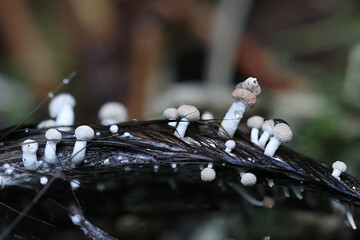 Onygena corvina, commonly known as feather stalkball, growing on moose hair, fungus from Finland