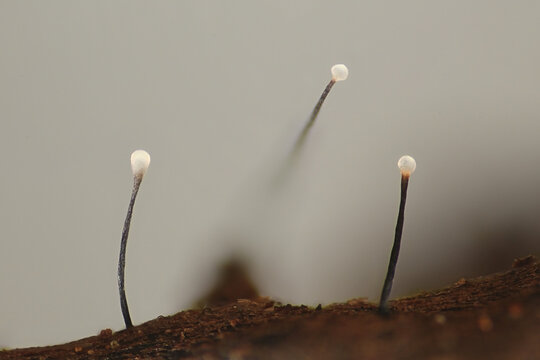 Pseudographiella variiseptata, a mold growing on Armillaria fungus rhizomorphs in Finland, no common English name