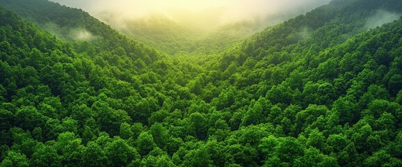 Aerial View Of Lush Green Forest