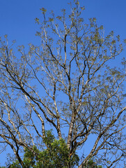 Very tall trees in Kaeng Krachan National Park, Prachuap Khiri Khan Province, Thailand.