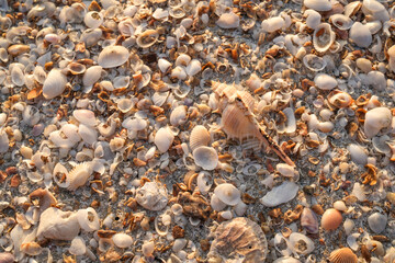 Many small shells on the sandy beach at Sam Phraya, Thailand for background.
