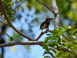 A medium shot of a small sunbird resting on a tree branch.