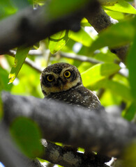 Close-up of a speckled owl perched on a tree branch.